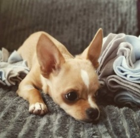 do chihuahuas like heat