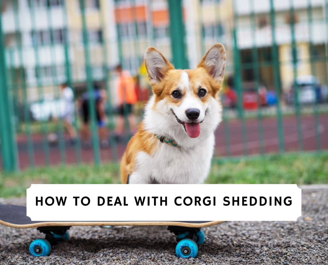 why do corgis shed so much