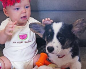 are corgis good with children