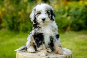 toy aussiedoodle cost