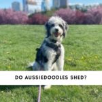 Do Aussiedoodles Shed
