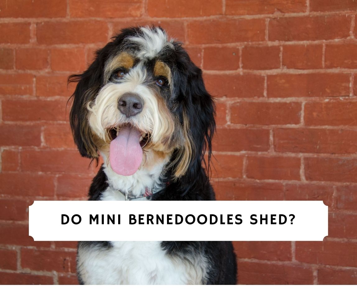 do mini bernedoodle shed