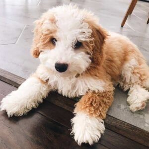 do bernedoodle dogs shed