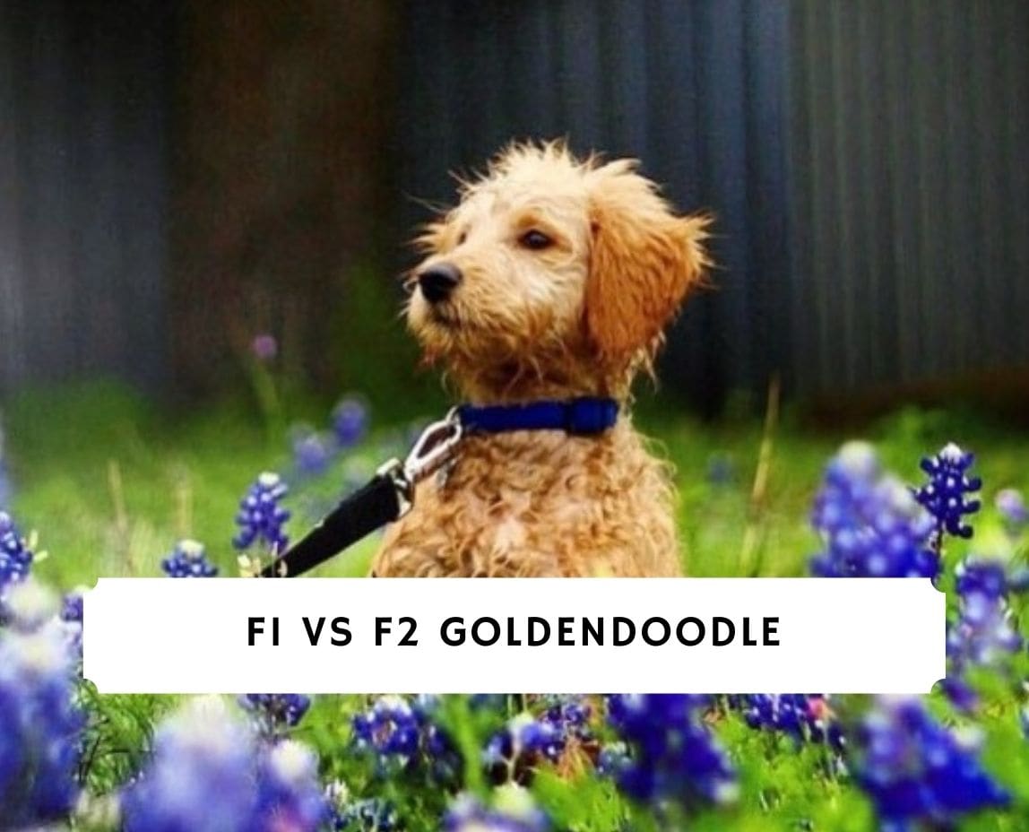 what is the difference between f1 and f2 goldendoodle