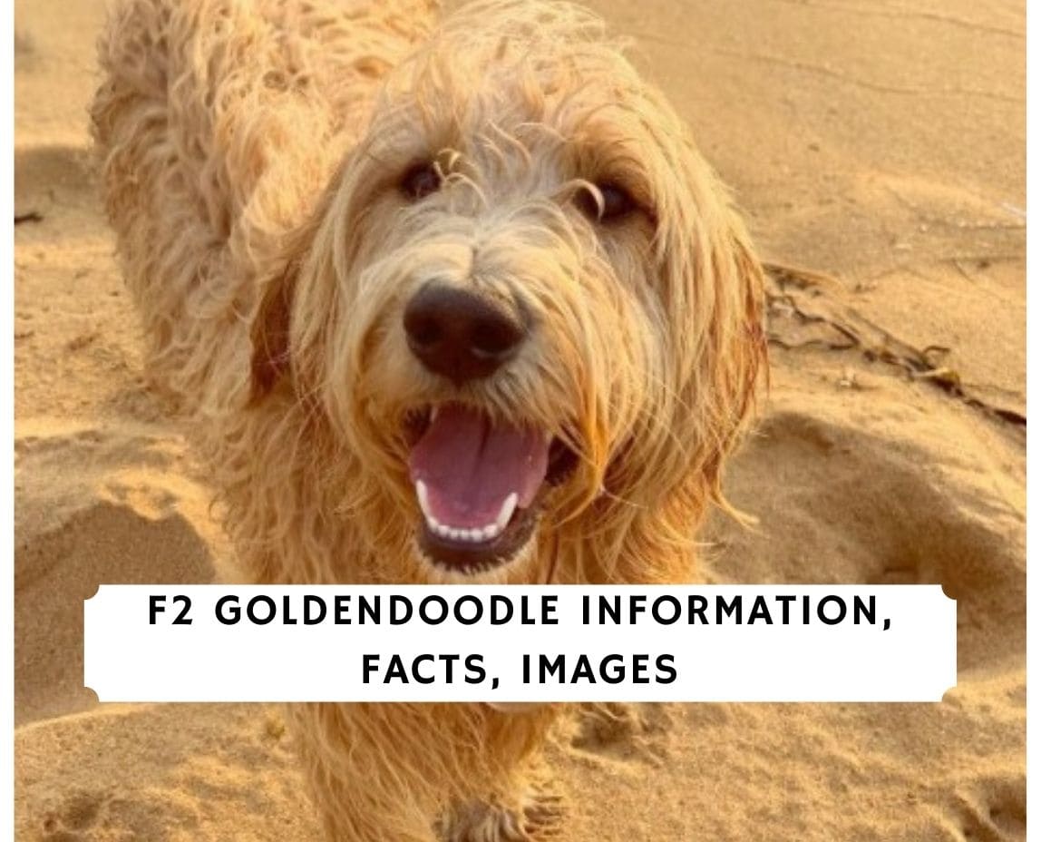 what is the difference between f1 and f2 goldendoodle