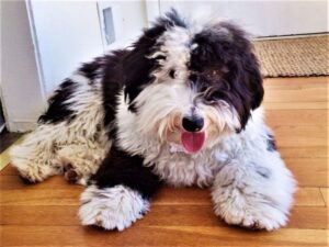 What is a Sheepadoodle