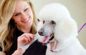 Best Practices For Dog Grooming