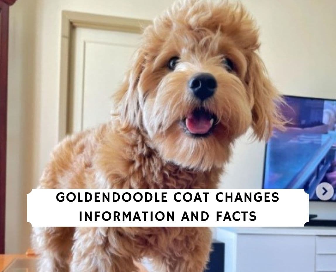 Goldendoodle coat clearance changes