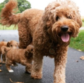 Goldendoodle Likable Personality