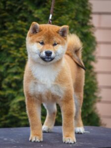 Goldkress shibas best sale