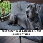 Great Dane Breeders
