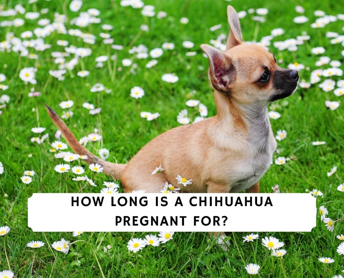 how long is a chihuahua dog pregnant