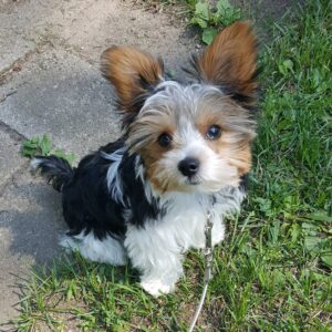 Parti best sale yorkie cost