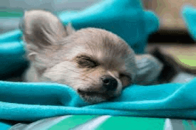 how much do chihuahuas sleep