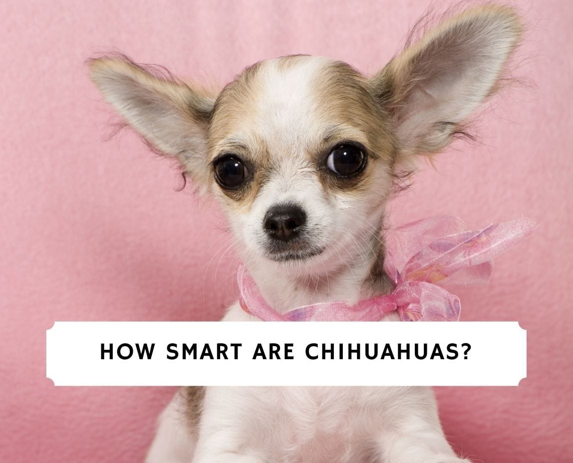 are chihuahuas dogs smart