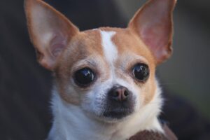 Konklusjon For Hvor Smart Er Chihuahuas