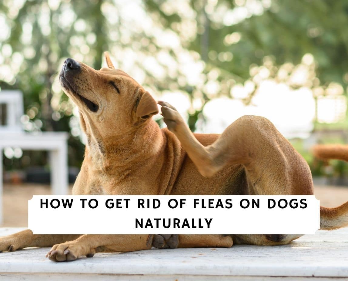 How To Take Away Fleas From Dogs