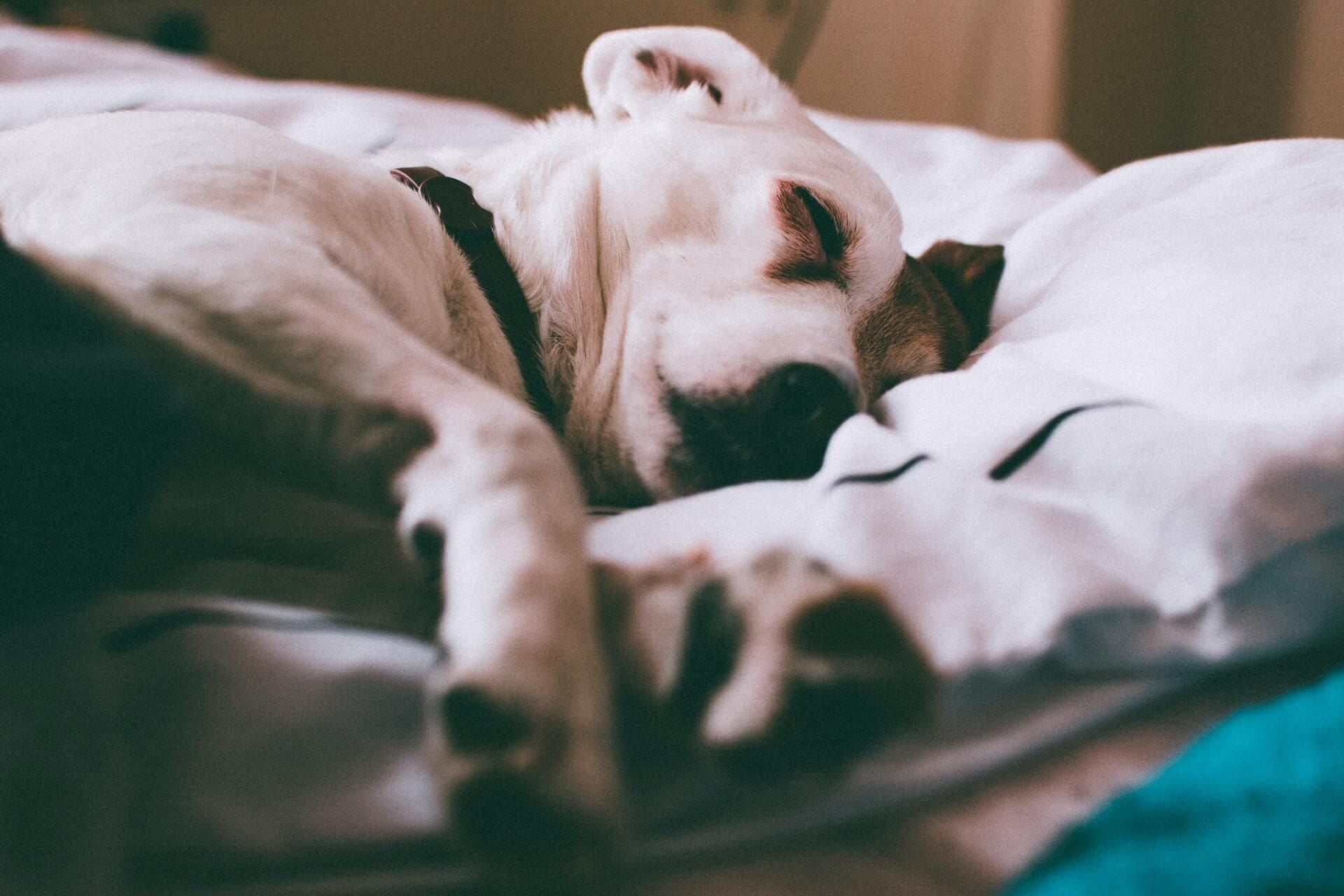 How to Euthanize a Dog with Benadryl? Vet Advice! (2022) - We Love Doodles