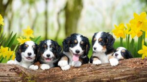 How to Prevent Health Issues in Your Bernedoodle