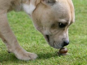 what to do if your dog eats a slug