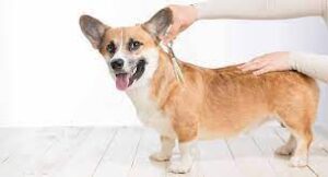 how do i keep my corgi from shedding to minimum