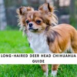 Long Haired Deer Head Chihuahua
