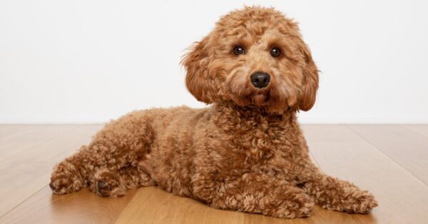 7 Common Cavapoo Health Issues - Vet Advice! - We Love Doodles