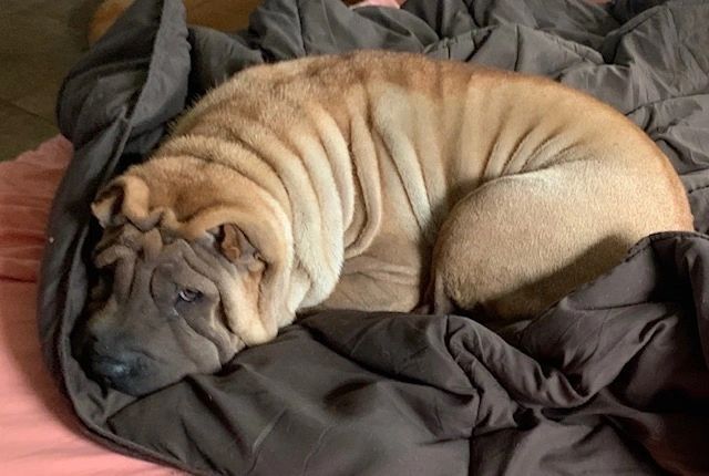 Best Chinese Shar-Pei Breeders In The U.S.!