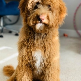 what is the difference between f1 and f2 goldendoodle