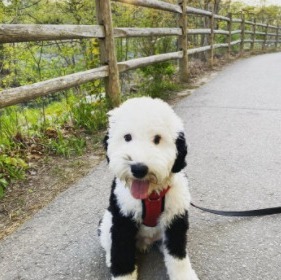 Mini Sheepadoodle For Sale Top 7 Breeders 2021 We Love Doodles