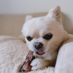 do chihuahua puppies have floppy ears