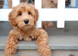 will my labradoodle puppy coat change