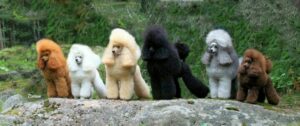 Other Poodle Colors