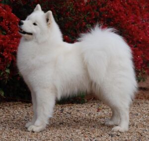 Polar mist hot sale samoyeds cost