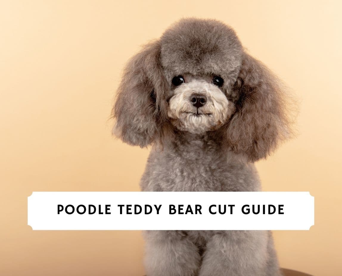 apricot standard poodle teddy bear cut