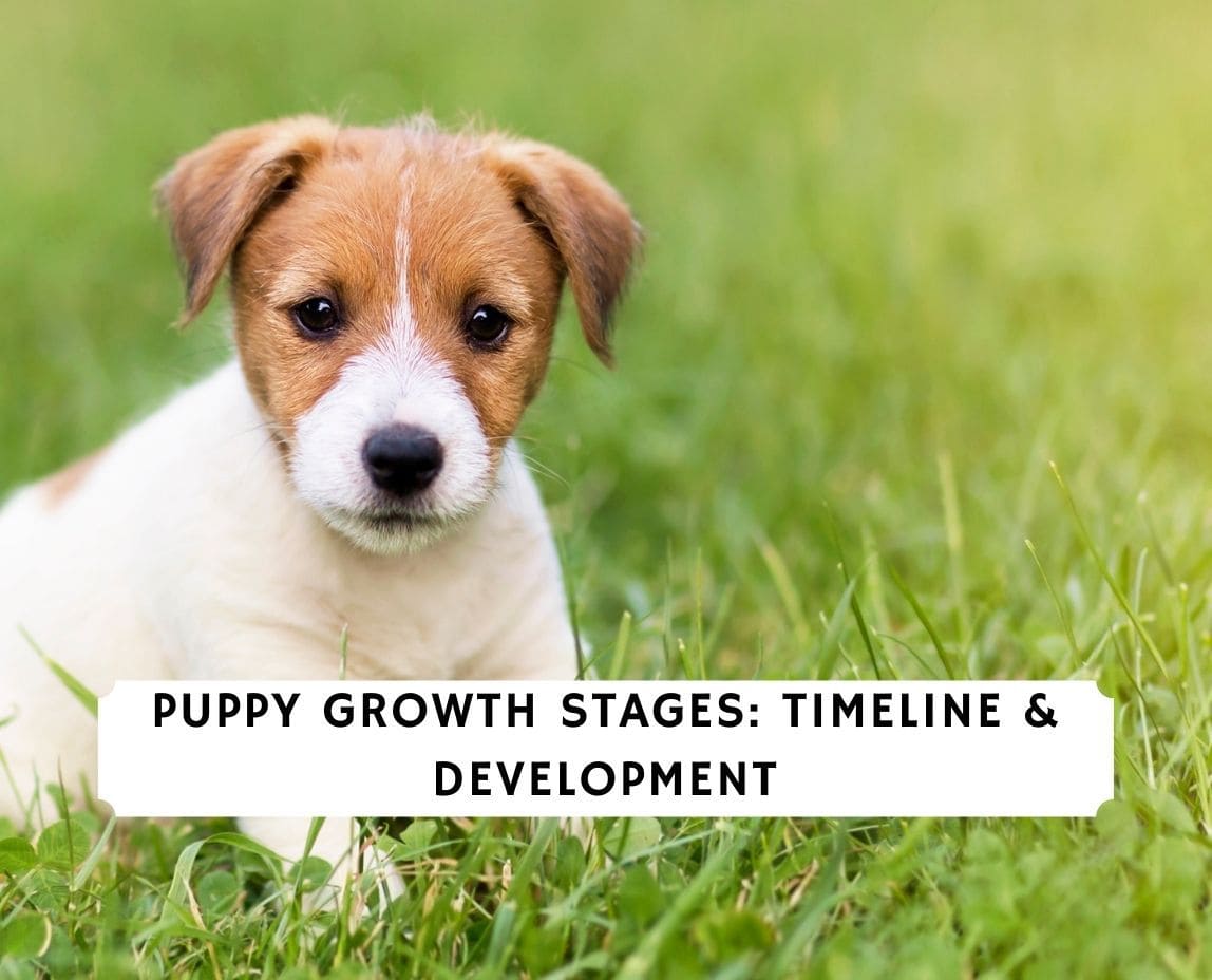 what are the stages of puppy development