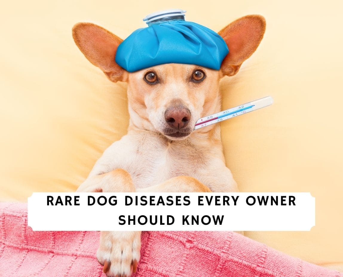 Rare Dog Diseases