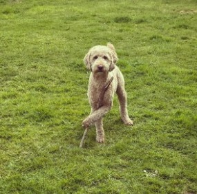 do labradoodles smell bad