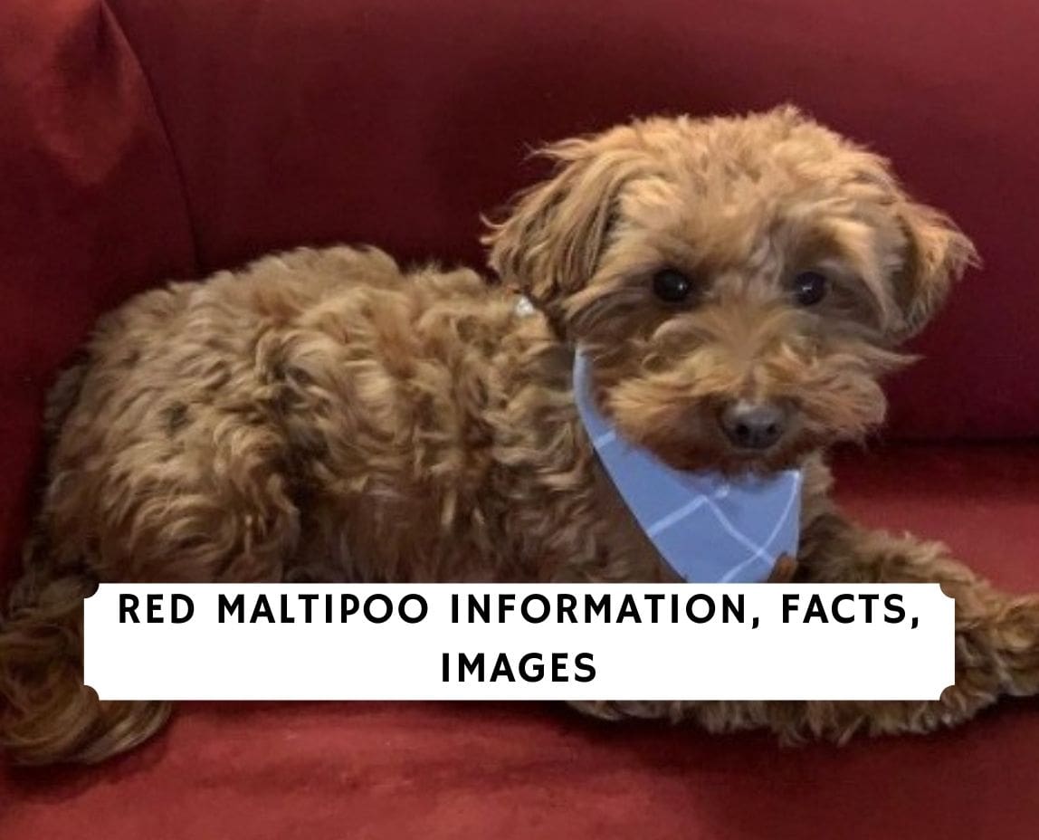 Red Maltipoo