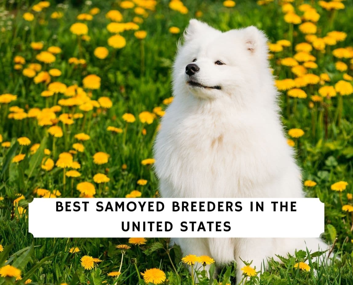 how much is a samoyed puppy usa