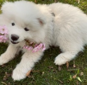 how much is a samoyed puppy usa