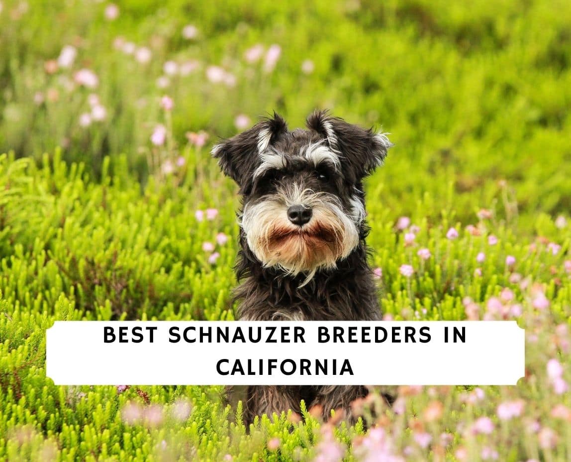 Socal sales mini schnauzers