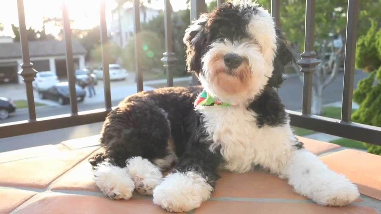 Types of Sheepadoodle Coat Colors! With Pictures! (2024) We Love Doodles