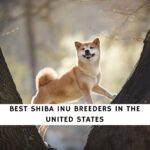 Shiba Inu Breeders