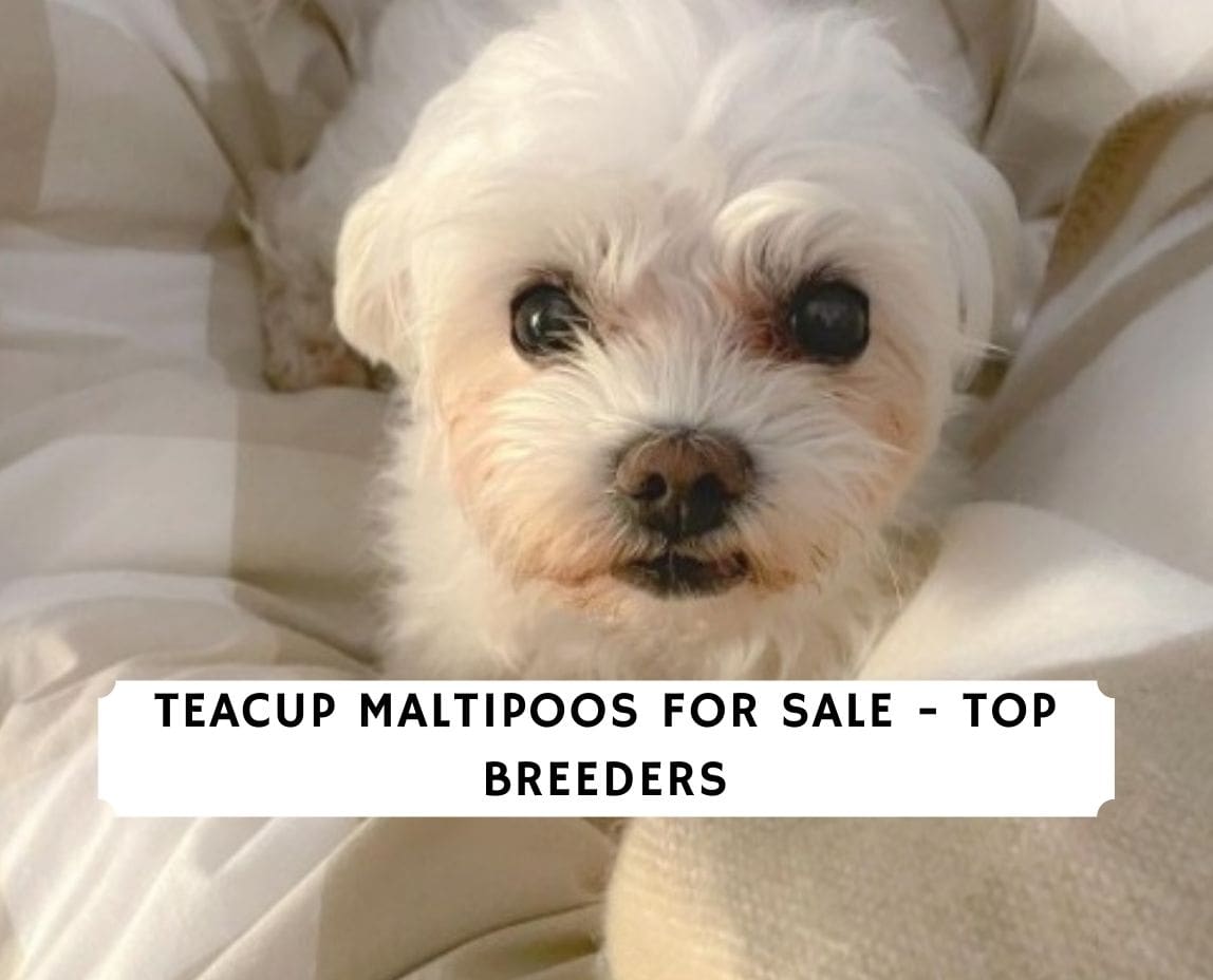 how much does a teacup maltipoo cost