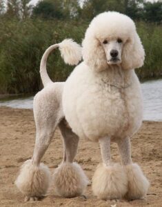 do poodle tails curl