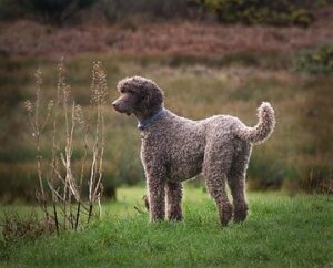 are standard poodles born with long tails