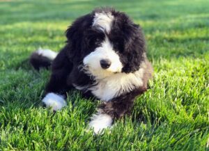 do mini bernedoodle shed