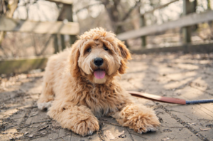 do labradoodles smell bad