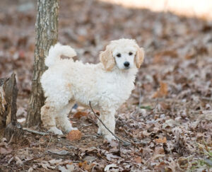 are standard poodles born with long tails